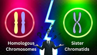 Homologous Chromosomes and Sister Chromatids Simplified