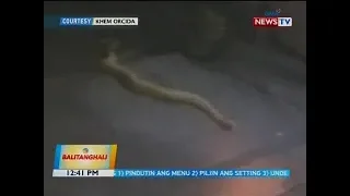 BT: 7-Ft. na sawa, nahuling gumagapang galing sa creek