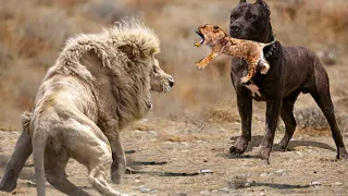 The Fight Of The Lion With The Pitbull Who Will Win?