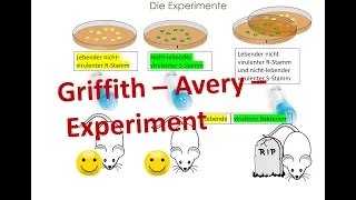 Griffith und Avery Experiment(e)   [transformierende Prinzip der DNA, Biologie, Genetik]