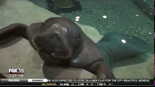 Beloved Manatee Snooty Unexpectedly Dies