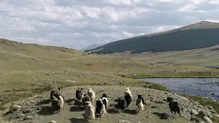 Реакция диких Яков на квадрокоптер. республика Горный Алтай. Республика Тыва.