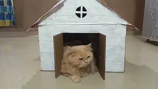 Transform simple box into a cat house | cardboard house for cats DIY | cat house making