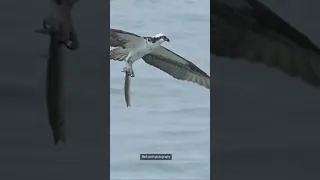 Osprey emerges from water with... #shorts #eagles #predator