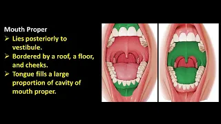 oral cavity and salivary glands