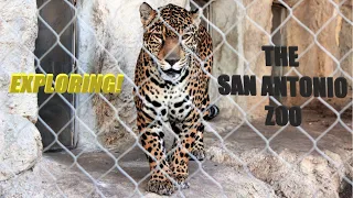 San Antonio Texas Zoo Walkthrough