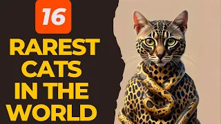 16 Rarest Cat Breeds in the World: Unveiling an Unforgettable Feline Experience