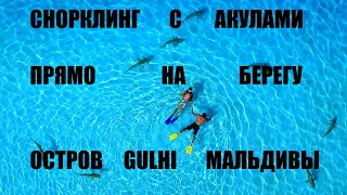 МАЛЬДИВЫ 2020. ГДЕ увидеть АКУЛУ, мурену, скатов бесплатно. Пляжи острова Гули (GULHI)/ Снорклинг.