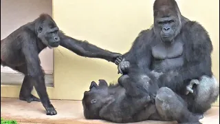 A ruckus that even Annie is worried about! Shabani and Kiyomasa's rampage!  Gorilla, Silver back.