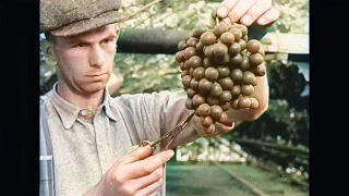 DeOldify Colorization: Greenhouse products from The Netherland in 1935 [HD]