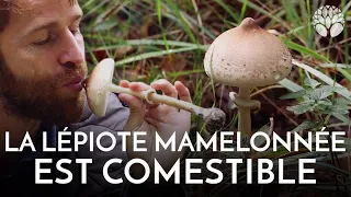 Lépiote mamelonnée, comestible comme les coulemelles