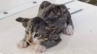 There Was a Small Kitten Floundering In The River, Desperately Trying To Get Out