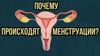 Почему происходят менструации? / TED Ed на русском языке