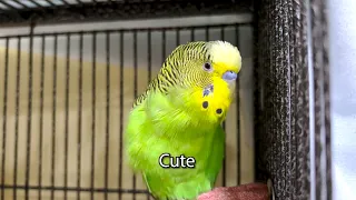 Sweet! There Him is! - Boba the Budgie - Talking Parakeet