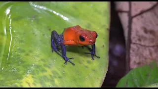 looking at frogs in Costa Rica part 2 poison frogs