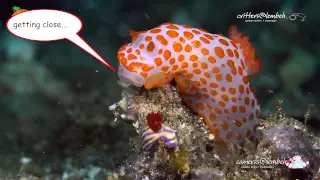 Critters of the Lembeh Strait | The Cannibal nudibranch