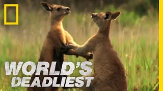 Kangaroo Kickboxing | World's Deadliest