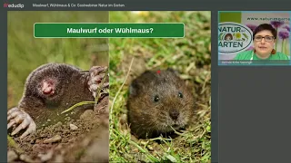 Maulwurf, Wühlmaus & Co: Gastwebinar mit Gerlinde Koller-Steininger (Natur im Garten)