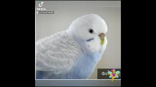 окрасы-волнистых-попугаев-виды-название