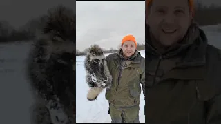 kennel Live Russia patterdaleterrier. Охота на енотовидную собаку.