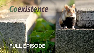 Wild Hamsters Thriving in Viennese Graveyards | Coexistence | BBC Earth