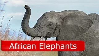 African Elephant Facts For Kids