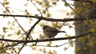 Warm winter brings early allergy season to much of the U.S. How to protect yourself, according to sc