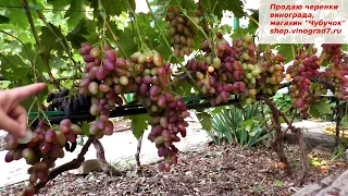 Виноград ПОЛОНЕЗ-50- ранний срок созревания,  с  яркими ягодами и крупными гроздям, красив и вкусен.