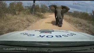 Elephant attacking car in South africa