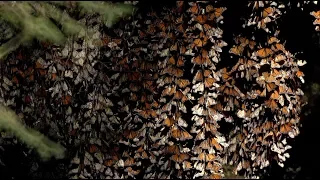 Amazing Monarch Butterfly in Mexico