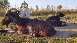 Petit moment relaxation au milieu de la prairie avec les chèvres