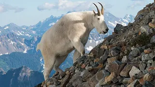 2022 BC LEH Mountain Goat Hunt - Hunting BC