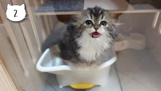A hungry and meowing baby kitten was just too cute!  Elle video No.2