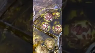 لبنة مكعزلة بالزيت Labneh Balls in Oil