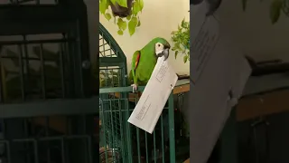 Sophie my Severe Macaw. A living Shredder