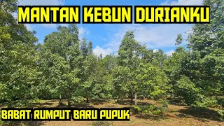 MANTAN KEBUNKU BELUM BEGITU PULIH ‼️ KITA BABAT RUMPUT KITA PUPUK LAGI 💯✅️