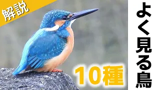 超入門！水辺でよく見る鳥10種【解説】