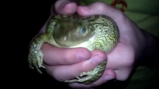 Frog Scream.3gp