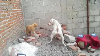 Perro pitbull ataca a un gato