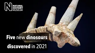 Five new species of dinosaur discovered in 2021 | Natural History Museum