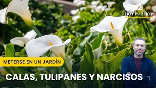 🌷Calas, tulipanes, narcisos y recuperar plantas moribundas | Meterse en un jardín, con Eduardo Barba