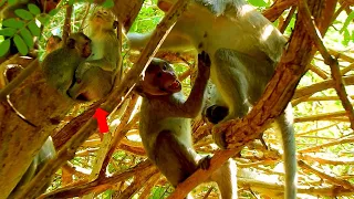 OMG.!! P-oor Big Baby Monkey Cries Loudly To Requests Milk Mom Again & Again