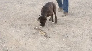 Training dogs to avoid rattlesnakes