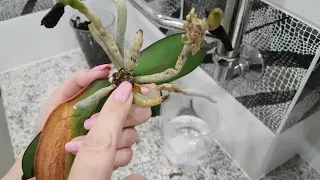 КРАЙНЯЯ мера восстановления орхидеи. Далее тупик 🙄. Показываю хорошие результаты у орхидеи-вредины 👍