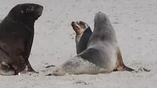 NZ Sea Lions on Allan's Beach