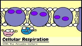 (OLD VIDEO) Cellular Respiration and the Mighty Mitochondria