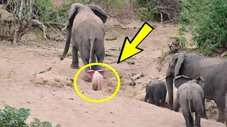 The photographer was shocked when he noticed a strange creature in a herd of elephants. This is a mu