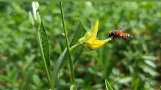 Leafcutter bee #insects #bees