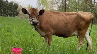 Dehorning our 3 year old Jersey Cow