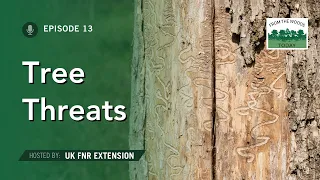 Tree Threats - From the Woods Today - Episode 13